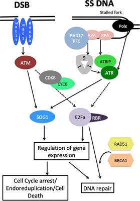 The Plant DNA Damage Response: Signaling Pathways Leading to Growth Inhibition and Putative Role in Response to Stress Conditions
